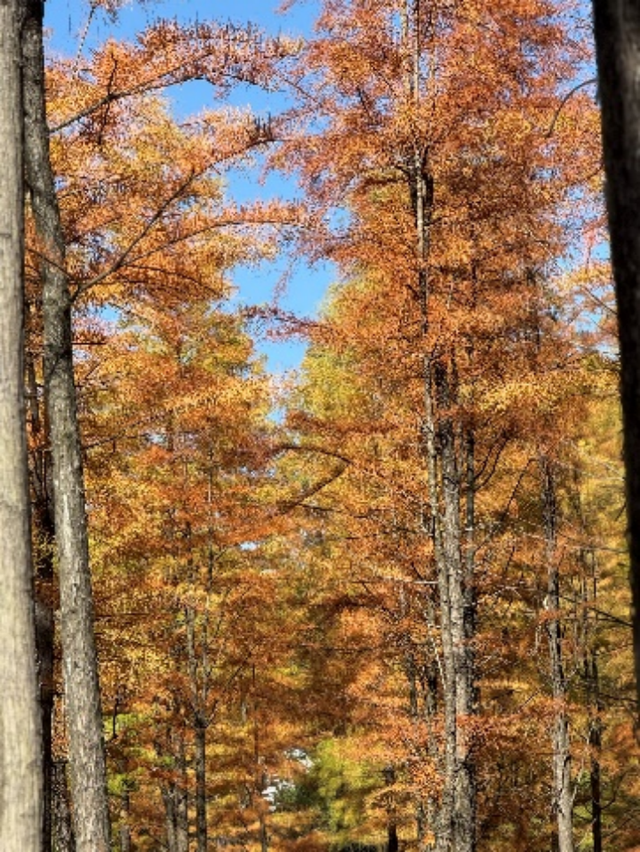 湖南绝美银杏打卡地，太出片了