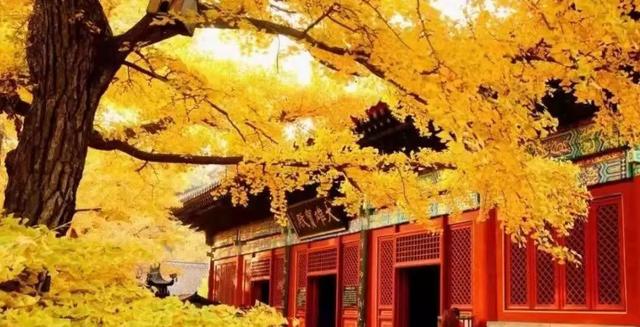 明天休息！北京赏秋攻略这不就来了→