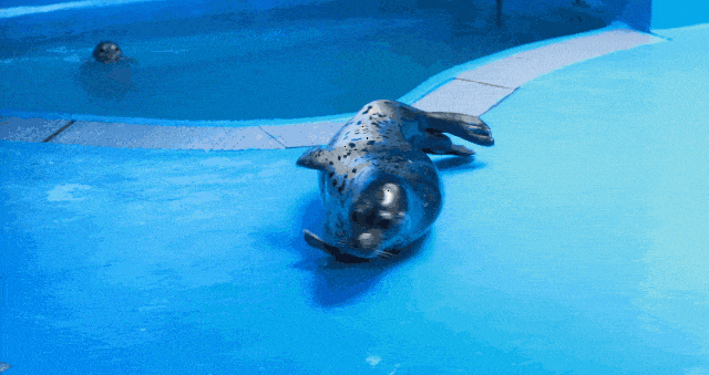 gogogo出发咯！青岛海底世界又来“宠粉”啦：95后特惠＋不限人群特惠！抓紧码住~