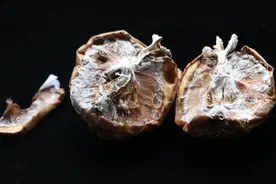 “果菌王”由网友寄到研究实验室，“长菌苹果”被切片观察图片