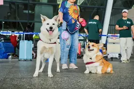 狗狗们“包机”出国玩啦！国内首个人宠同进客舱包机出境游从上海出发！图片