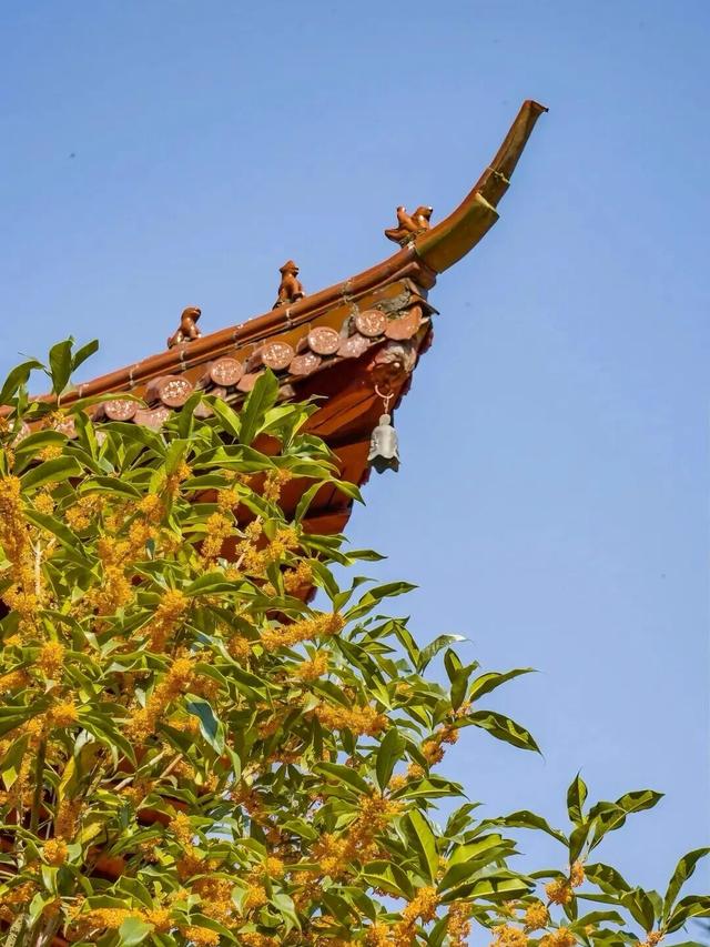 全城甜蜜！上饶的秋日甜到你心间