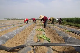 小河镇石灰村：红薯田里的“致富经” 百亩农田种出新希望图片