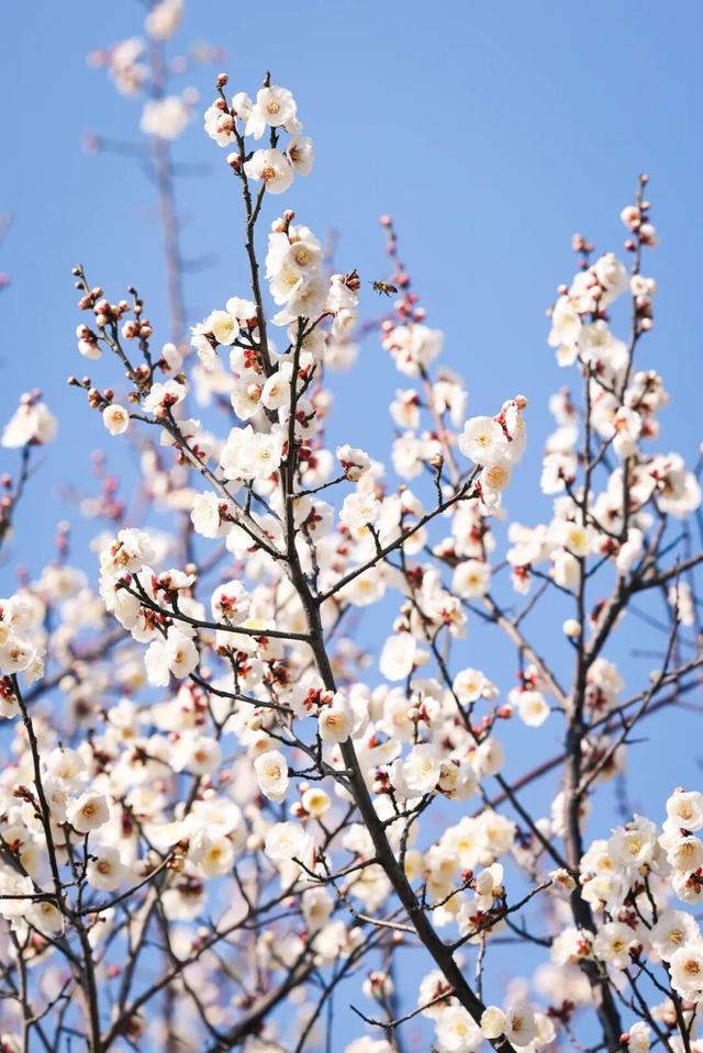 工作日人也多！武汉多地爆火，还有市民特意跨江赶来