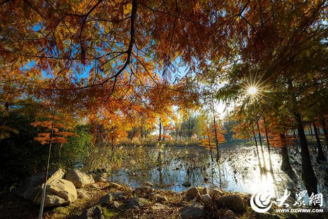 四季予你丨流动的油画！鱼鸟河水杉林上演“渐变魔法”