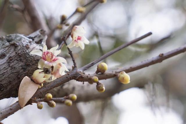 太仓“中式美学天花板”，要来了！