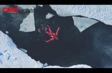 王炸！内蒙古“冰镇小龙虾”出道！