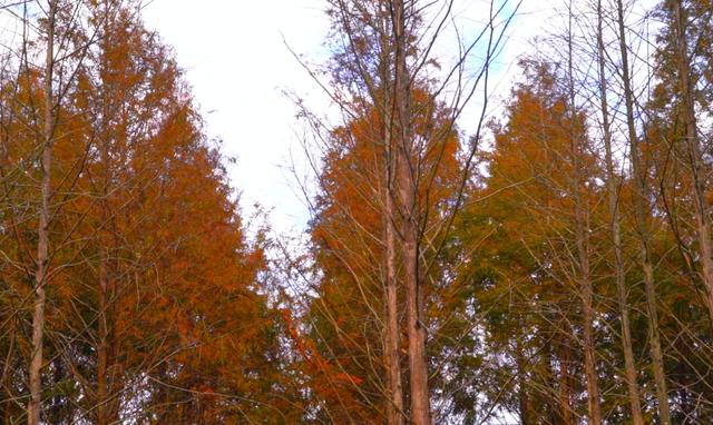 旌德，红黄橙绿白～