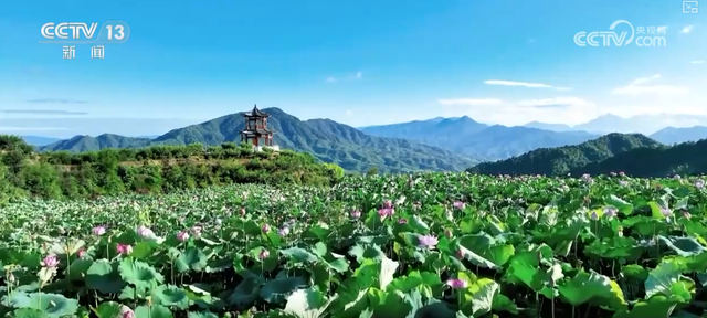 “凉爽+产业”拉动消费“花”样翻新，“荷”你相遇让老产业焕发新活力