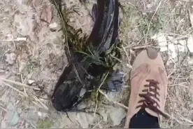 大连西山水库出现成群黑色大鱼，最长近一米！专家确认系外来物种埃及塘鲺图片