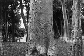 毛利人是新西兰最早的原住民吗？图片