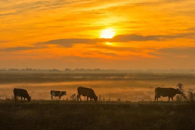 “暴力黄”全开！汨罗江雾、水垅村银杏……惊艳登场