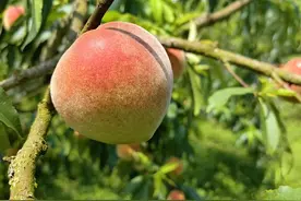 仁怀苍龙街道：千亩果园桃满枝 正是果丰采摘时图片