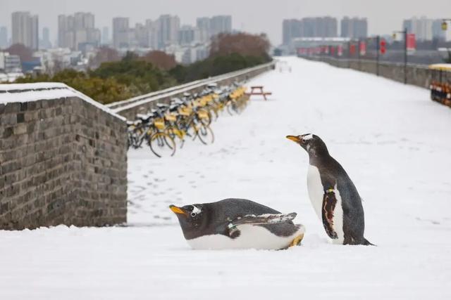 听，秦淮雪落下的声音