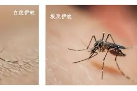 基孔肯雅热，到底怎么防？图片