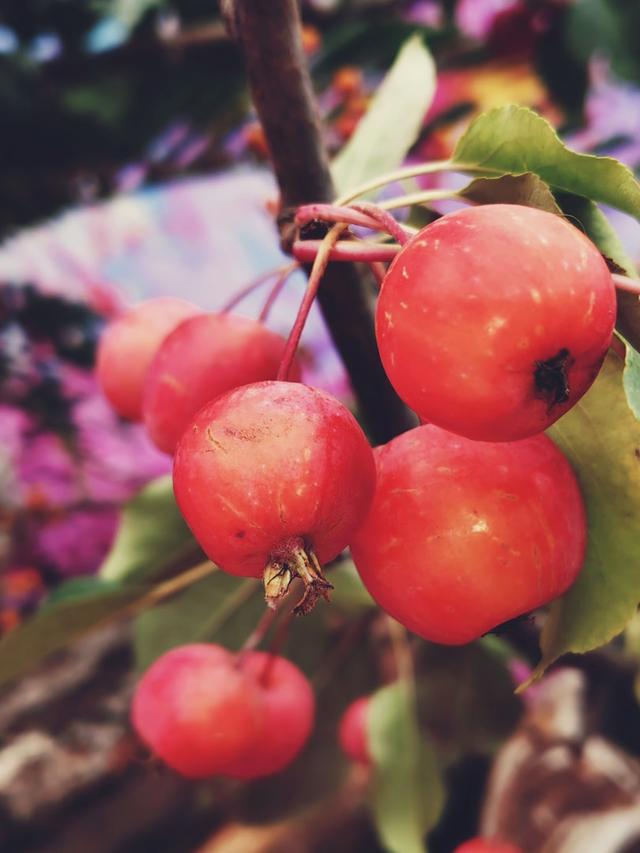 重阳紫竹院，菊香漫园