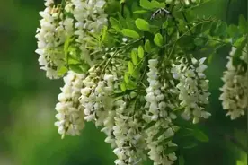 土古洞 小村年年有“花事”图片