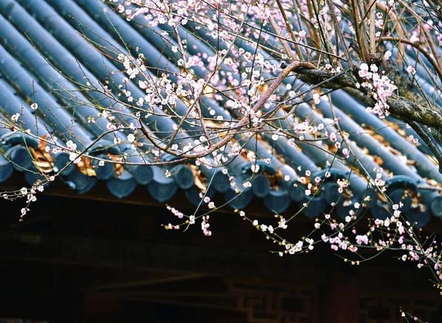 今日腊八｜花粥同赏，岁寒生香！腊八节快来南宁共赴一场早梅之约，就在市区→