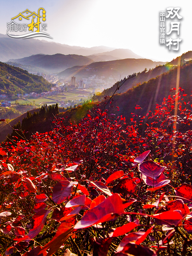 渝见好“村”光 | 巫山双月村：红叶如火，冬日C位绝了！