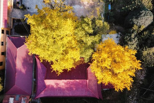 一年只此一季！鄂州网红古银杏进入最佳观赏期，错过再等一年！