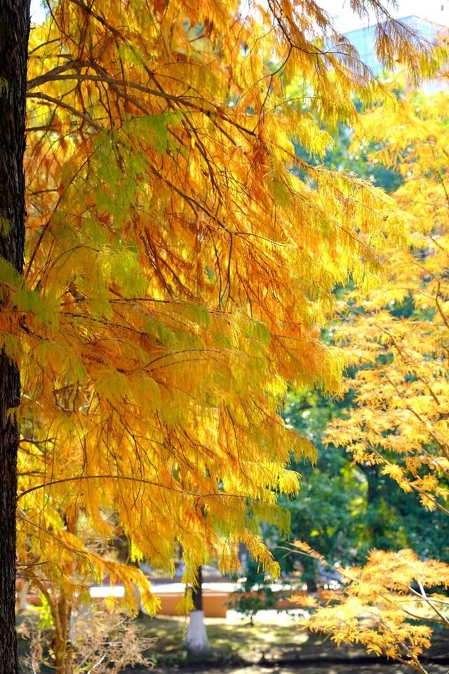 视觉增城｜落羽杉披“红妆” ！快来解锁增城冬日生态画卷