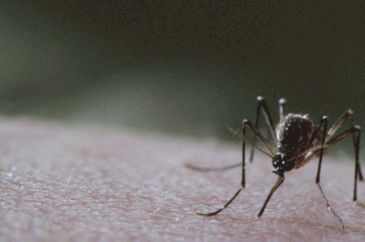 关灯嗡嗡叫，开灯找不到，蚊子到底藏哪儿了？图片