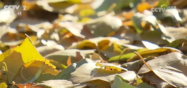 神州大地铺展层林尽染美丽画卷 “赏叶经济”激发多元消费业态新活力