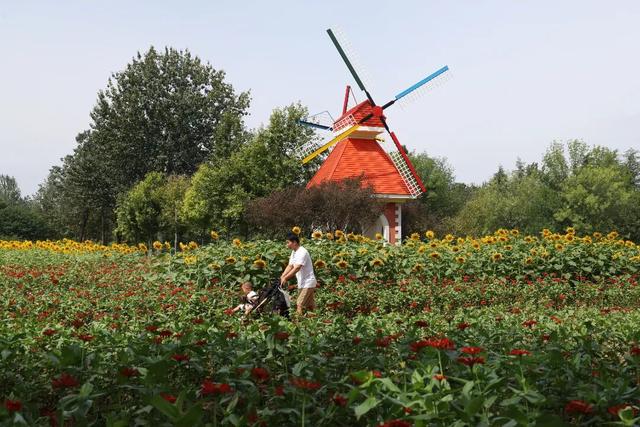济南植物园香草园 | 初秋的三色花浪，正漫过万坪花田