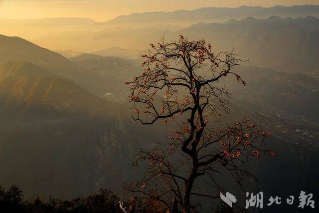 巴东：一树红柿暖初冬
