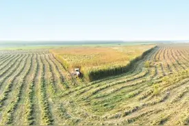 石首3万亩洲滩芦苇进入收割季图片