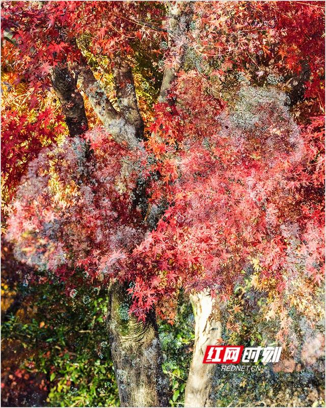 潘华摄影作品：漫步永州蓝山谷 邂逅湘江源头的层林尽染