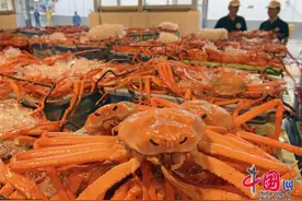 日本雪蟹捕捞季开启 鸟取县港口红雪蟹堆积图片