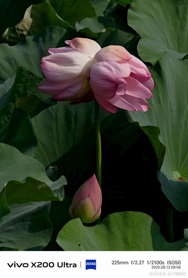 泉城公园并蒂莲花，我在记录