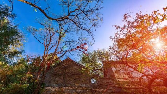 济宁冬季赏叶天花板，错过等一年的绝美景色