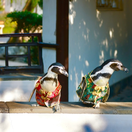 萌度“爆表”！洪堡企鹅最爱的瞻园秋景都在这里→