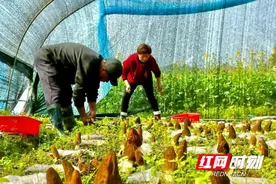 双峰杏子铺镇：羊肚菌种植成致富新路径图片