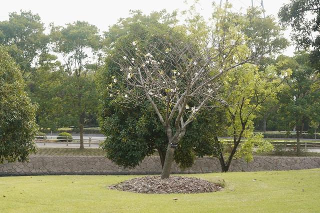 植物园不止失去一个秋天
