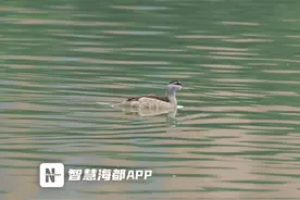 “世界最小的鸭子”棉凫到访福州西湖图片