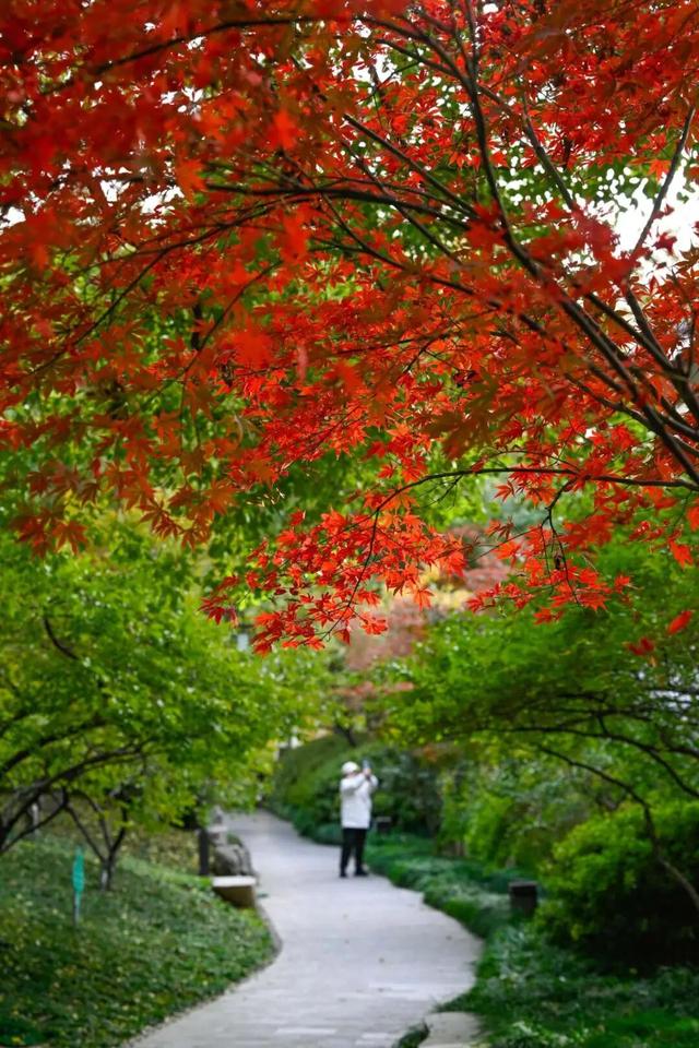 想你的“枫”，红了！终于红了！