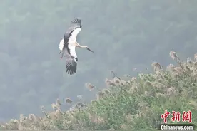 广州南沙湿地迎来候鸟迁徙高峰期图片
