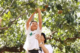 收获季观察：莱阳梨的多面“梨”生图片