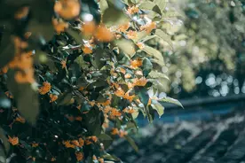 健康小站 | 中药太苦？缓解秋燥不妨试试桂花饮图片