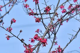 经历降水最多的冬季，武汉会有倒春寒吗图片