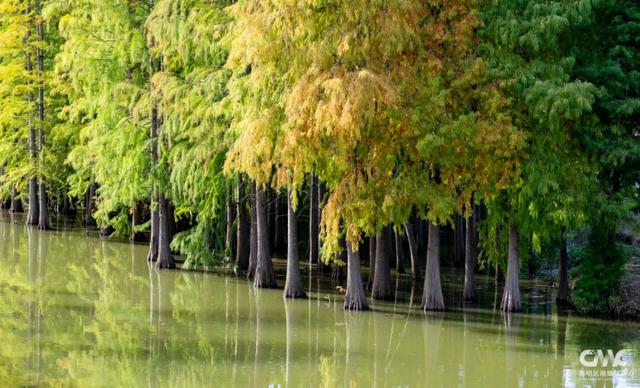 来崇明，邂逅“美拉德”风美景