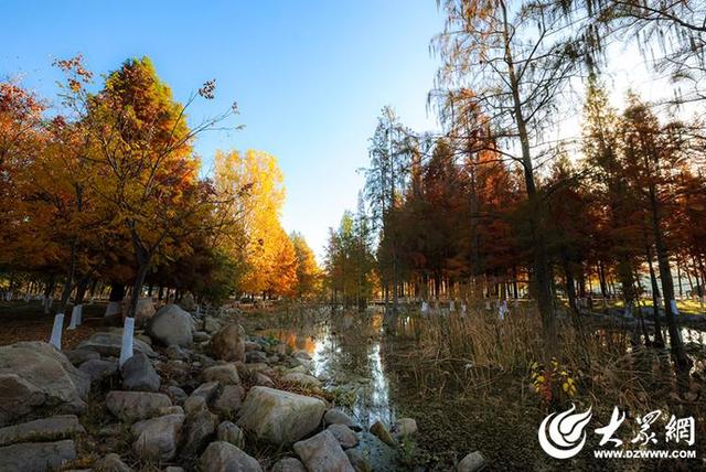 四季予你丨流动的油画！鱼鸟河水杉林上演“渐变魔法”