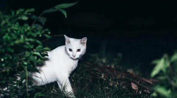 猫咪键盘上“霸屏”不走，半夜跑酷吵翻天，你家猫中几招？