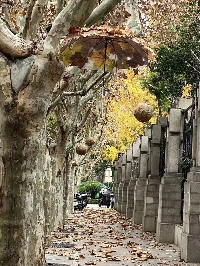 别错过，用Citywalk感受落叶的浪漫→