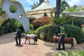 新加坡动物园儿童世界开幕！总统夫人也来打call，和250种动物一起玩～图片