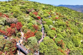 【高清图组】曲靖麒麟区：万亩高山杜鹃迎客来图片
