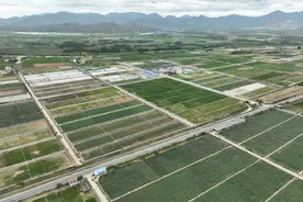 越来越多非洲农业科研人员到中国“学种地”图片